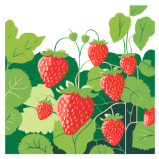Aardbeiplant